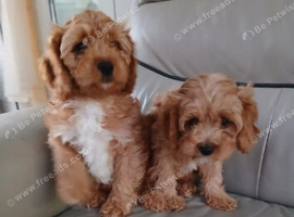 Cavapoo puppies for sale