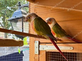 Proven pair pineapple green cheek