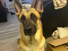 He's half malinios and half working line gsd