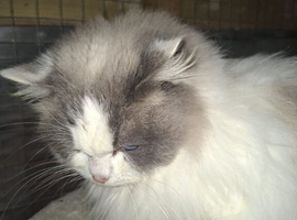 Beautiful blue bycolure Full Ragdoll male indoor home