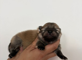 Pomeranian puppies