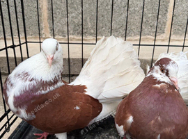Fantails for sale