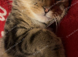 Tabby female