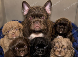 Fluffy French Floodles