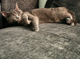 Russian Blue cat for sale