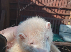 Baby ferrets