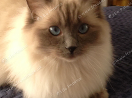 Two 9yr old female Ragdoll Cats with eyes to dye for