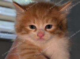 Maine coon cross kittens
