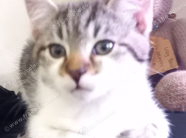 Norwegian Forest cross
