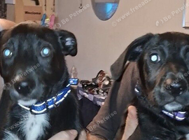 Patterdale X Welsh collie