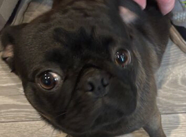 Pure pedigree pug