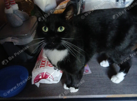 Rehoming my cat