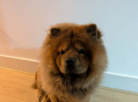 5year old male chow
