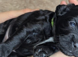 Adorable Cockapoo  - Black,white & Tan