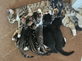 Beautiful Kittens Ready for Loving Homes
