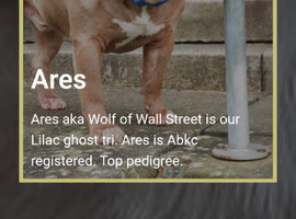 Wanted abkc registered standard bully bitch.
