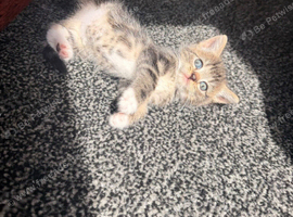 Bengal mix