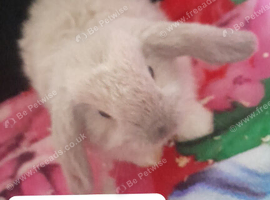 Mini lop