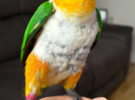 Black headed caique almost 2