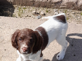 Gorgeous English Springer Spaniel Puppies