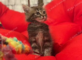 Six Beautiful Bengal &times; British Longhair Kittens