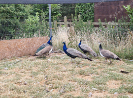 India blue peafowl