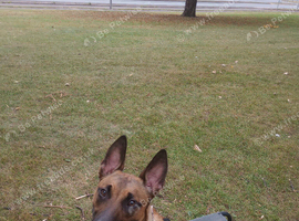 Belgian Malinois for sale