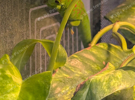 Female giant day gecko
