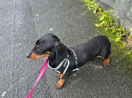 Bella for sale