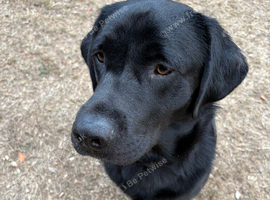 Beautiful Loving Black Lab