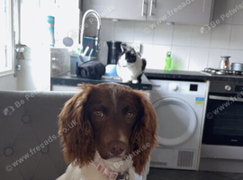 Female cocker