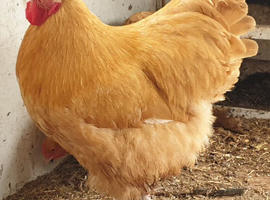 Buff Orpington breeding pair