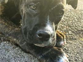 Staffy X Presa Canarie