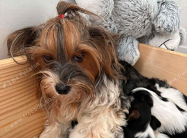 Beautiful Yorkshire Terrier ️