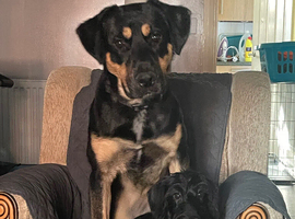 1 year old Alsatian x