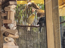 Pale and bright yellow male canary 2026