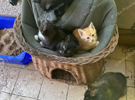 Beautiful kittens ready now