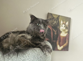 Maine coon for sale