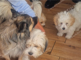 Puppies