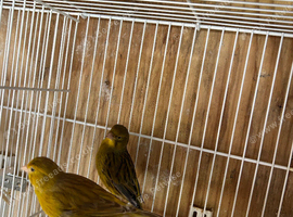 Breeding pairs of canaries for sale