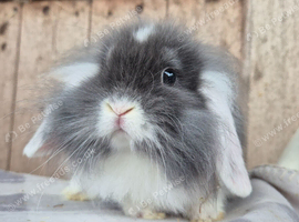 Mini Lion lops 1 boy left 1