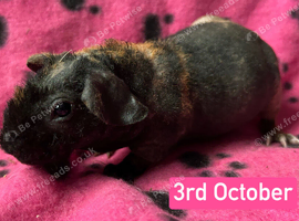 Skinny Pig Sows