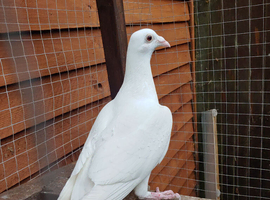 White Logan Hen &ndash; 6 Months Old