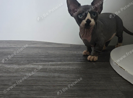 Ready Sphynx Kittens Looking for Their Forever