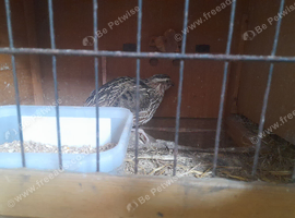 Free Male Quail