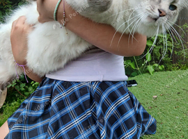 Handsome Blue Tabby Lynx Ragdoll