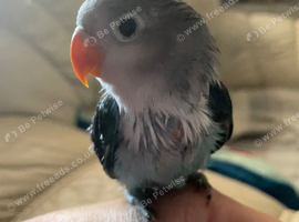 Beautiful semi tame lovebird a male