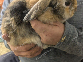 20 Week Old Mini Lop Bunnies