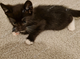 Free to good home - boy