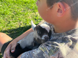 Pygmy goats